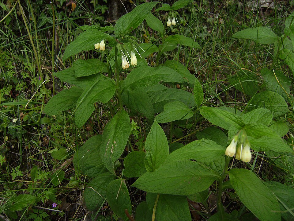 Symphytum tuberosum (Tuberous Comfrey)