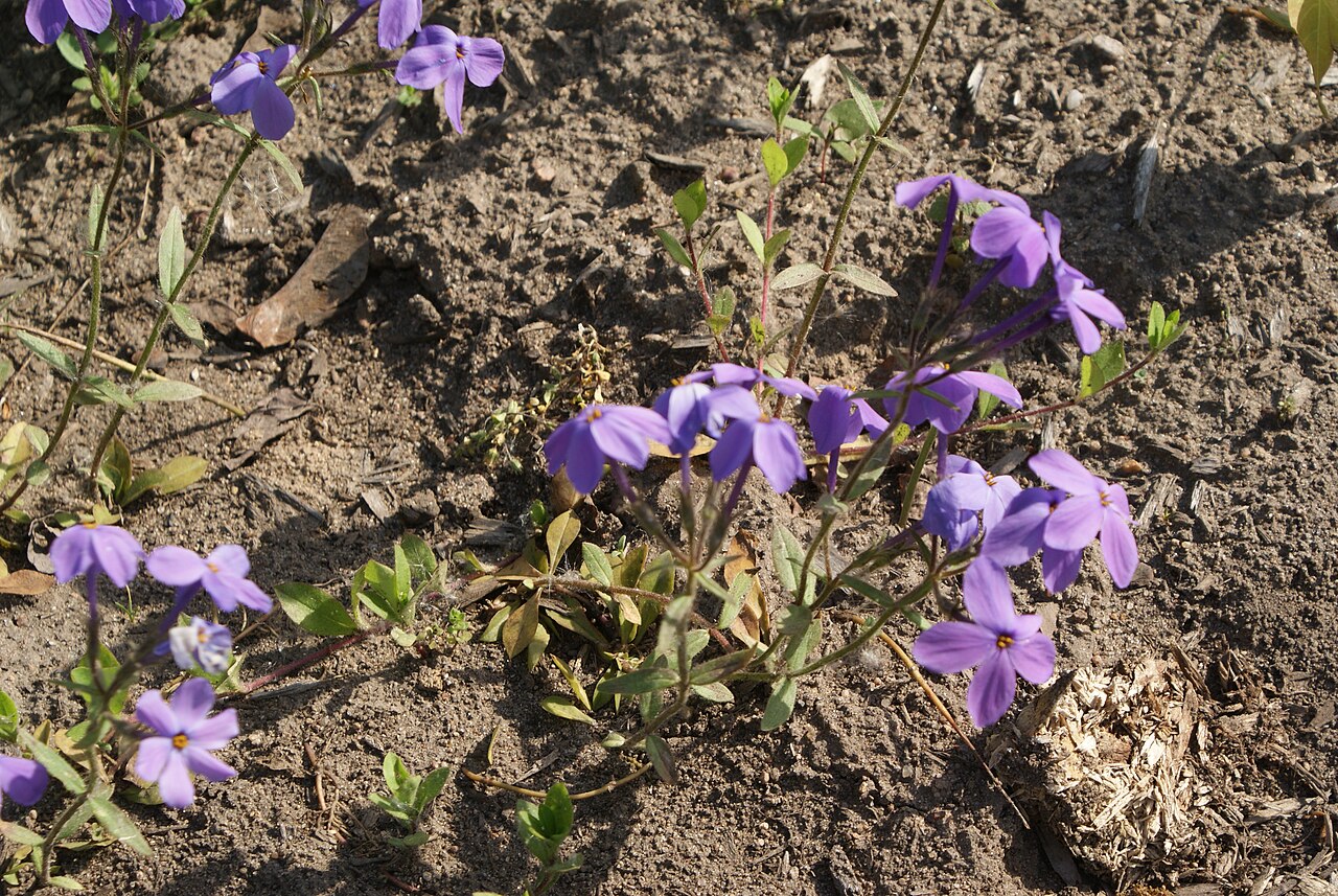 Phlox stolonifera, Creeping phlox — spreading semi-evergreen (Polemoniaceae) (image 8 of 10)