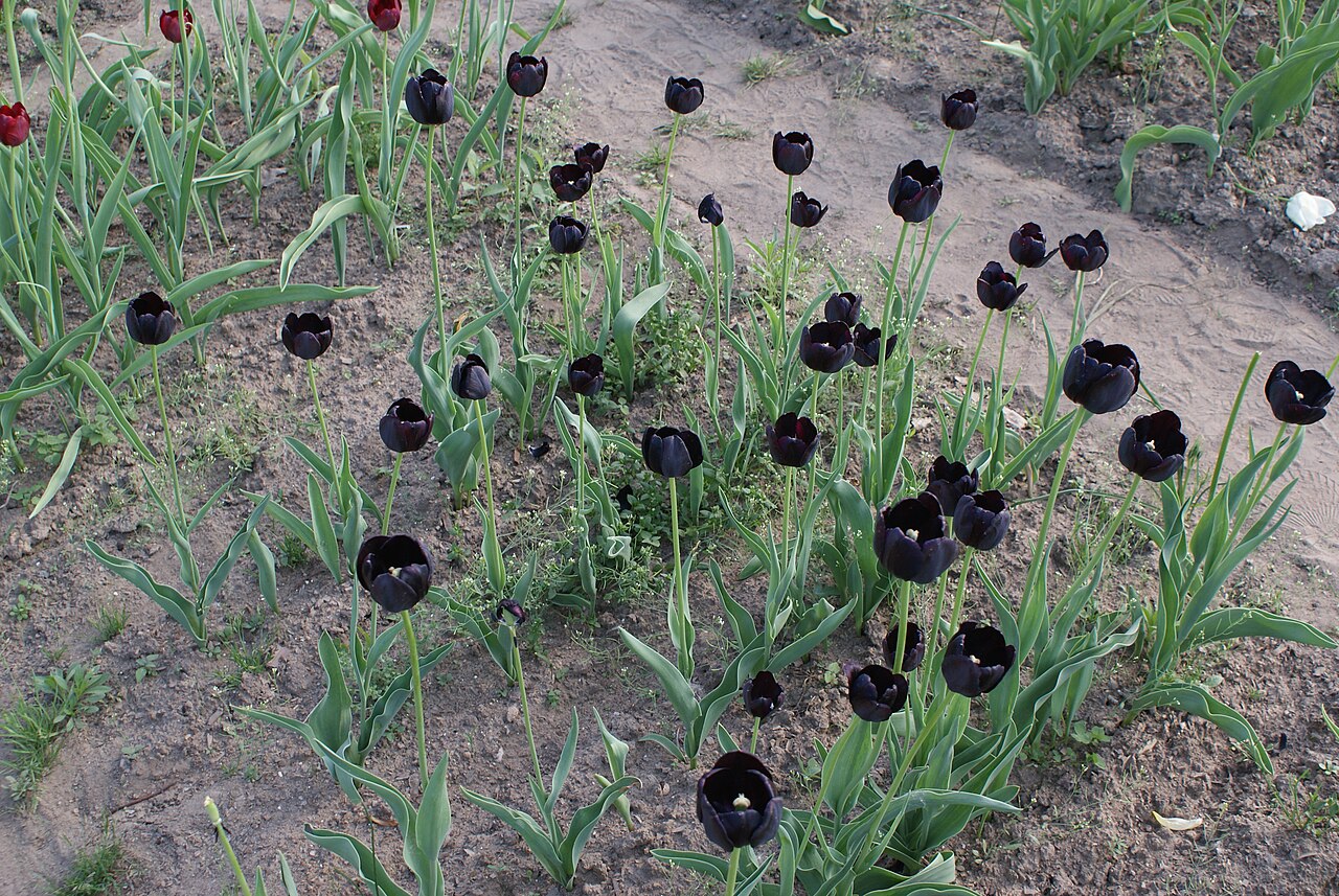 Tulipa 'Queen of Night', Tulip 'Queen of Night' — clumping deciduous (Liliaceae) (image 6 of 10)