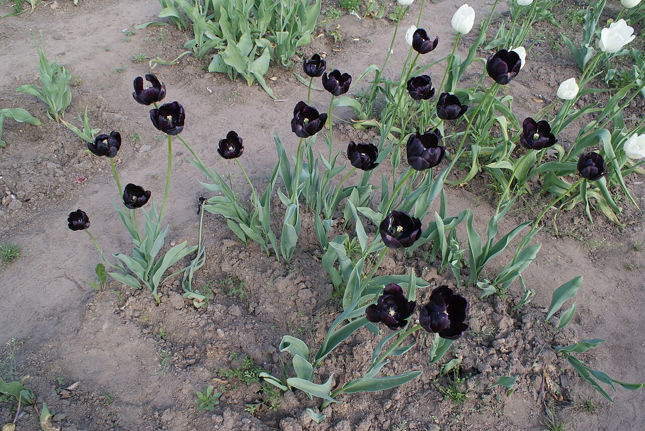 Tulipa 'Queen of Night', Tulip 'Queen of Night' — clumping deciduous (Liliaceae) (image 7 of 10)