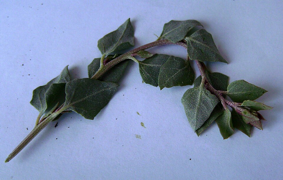 Atriplex halimus (alternate view 9)