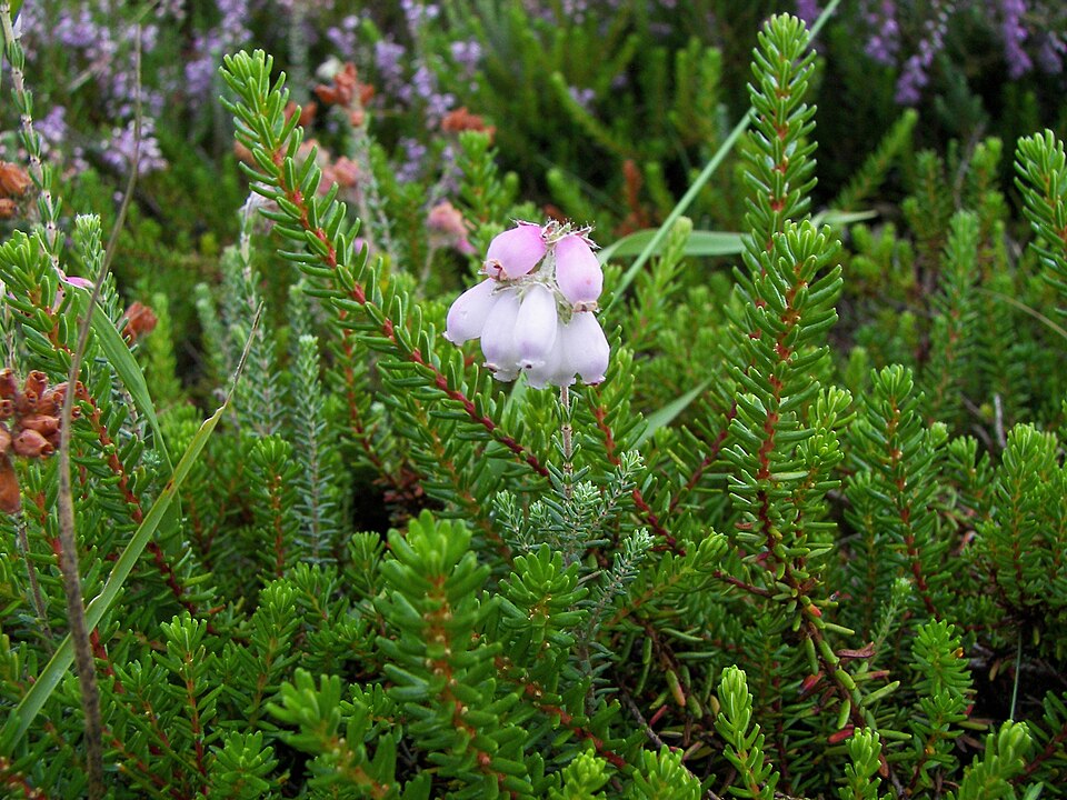 Erica tetralix (Cross-leaved Heath)