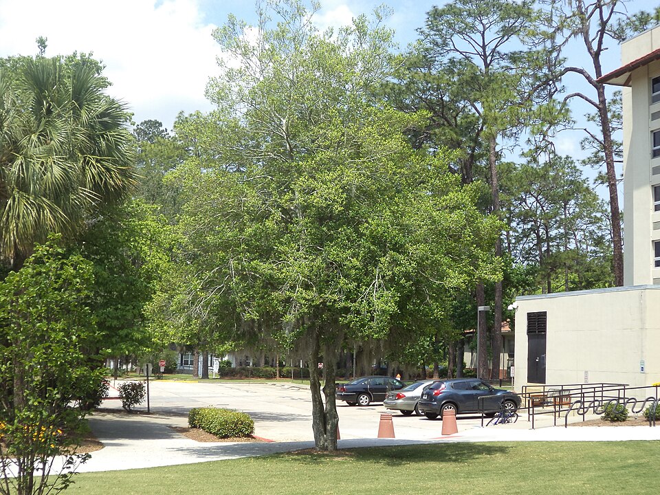 Ilex × attenuata (savannah holly) (alternate view 2)