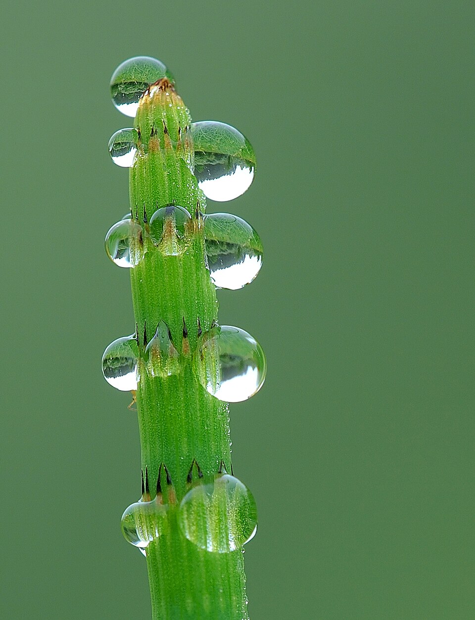 Equisetum fluviatile (water horsetail)
