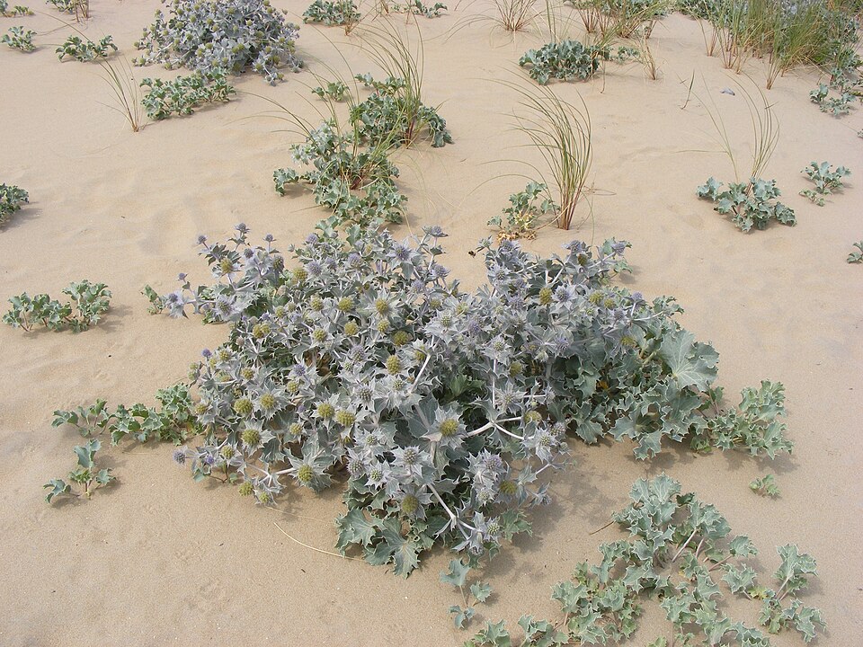 Eryngium maritimum (Sea Holly)