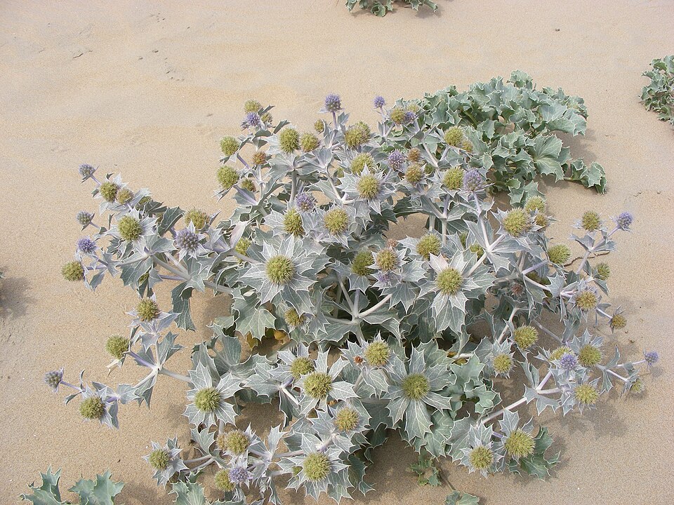 Eryngium maritimum (Sea Holly)