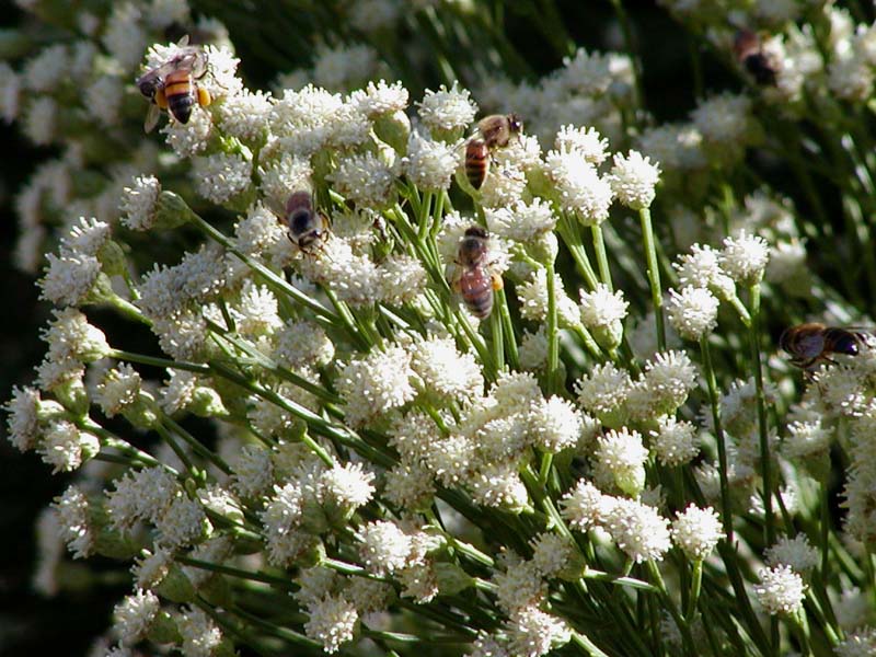 Baccharis salicifolia (mule fat)