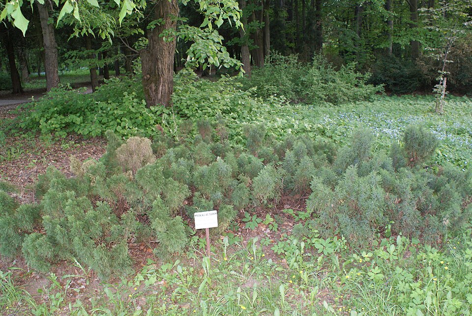Juniperus sabina 'Tamariscifolia' (Tam Juniper)
