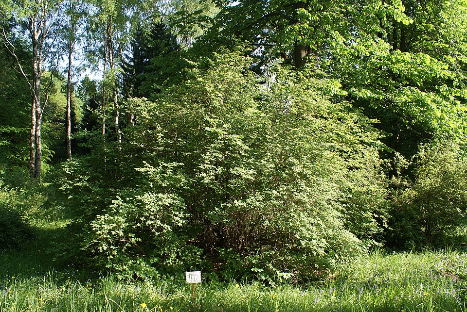 Lonicera xylosteum (Fly Honeysuckle)