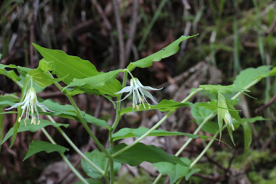 Prosartes hookeri (Hooker's Fairy Bells) (alternate view 9)