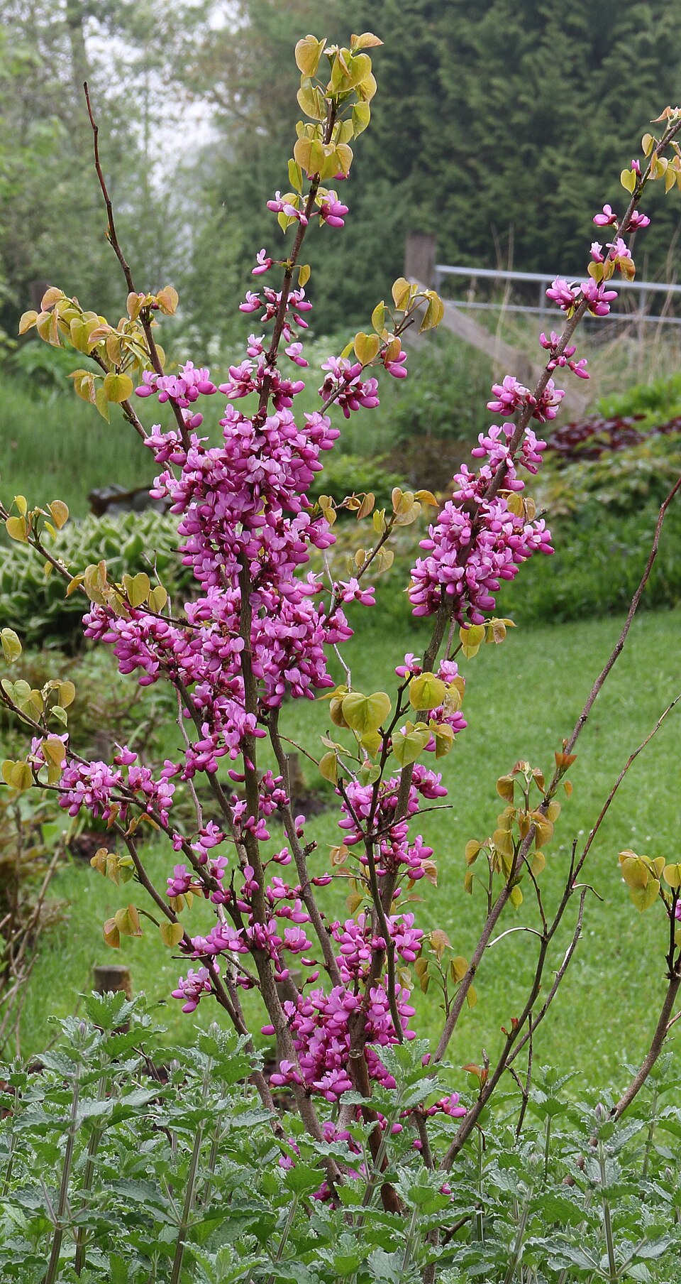 Cercis chinensis 'Avondale' (Avondale Chinese Redbud)