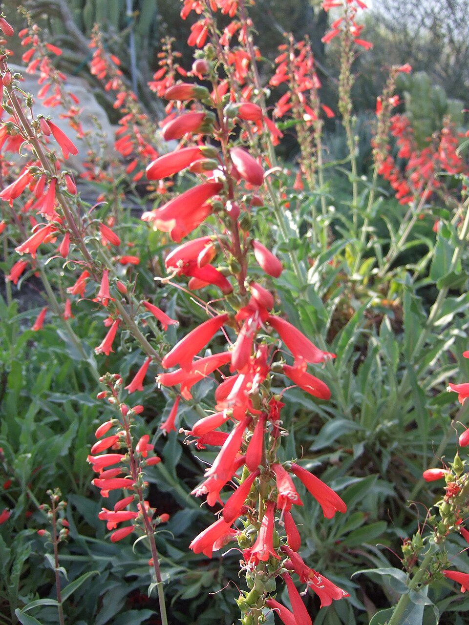 Penstemon centranthifolius (scarlet bugler) (alternate view 9)