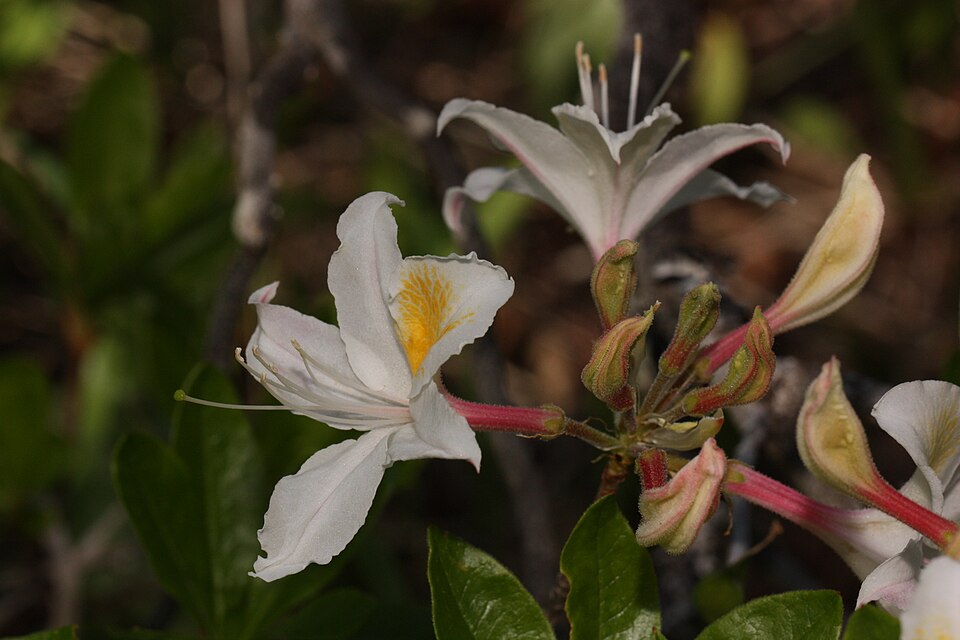 Rhododendron occidentale (western azalea) (alternate view 9)