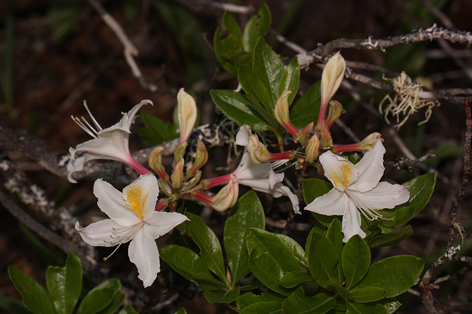 Rhododendron occidentale (western azalea) (alternate view 10)