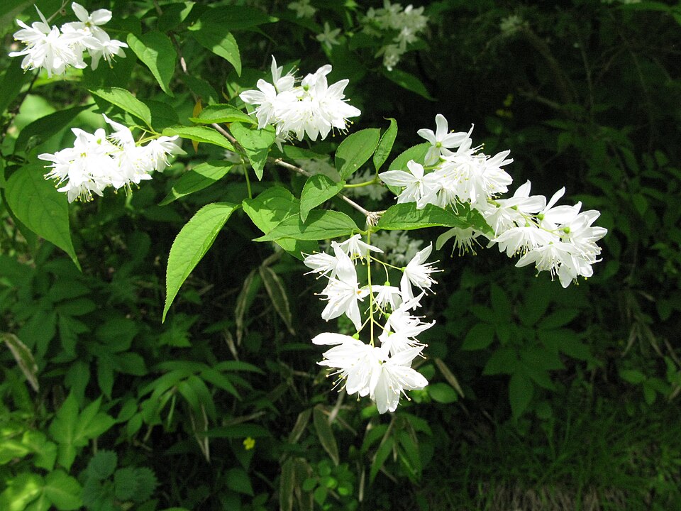 Deutzia gracilis (slender deutzia) (alternate view 5)
