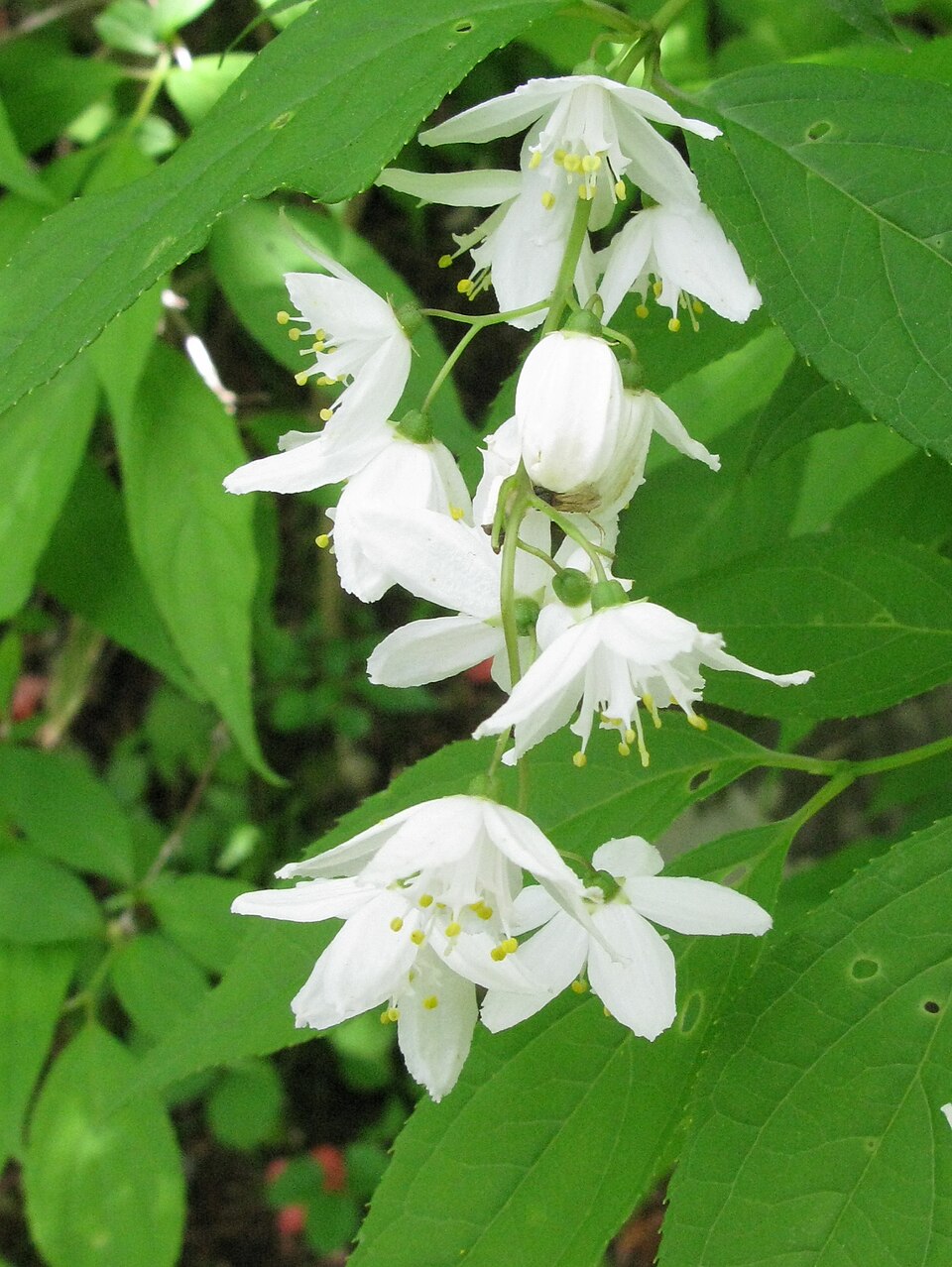 Deutzia gracilis (slender deutzia) (alternate view 6)