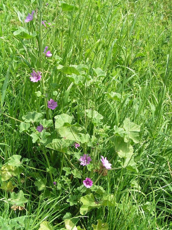 Malva sylvestris (Common Mallow)