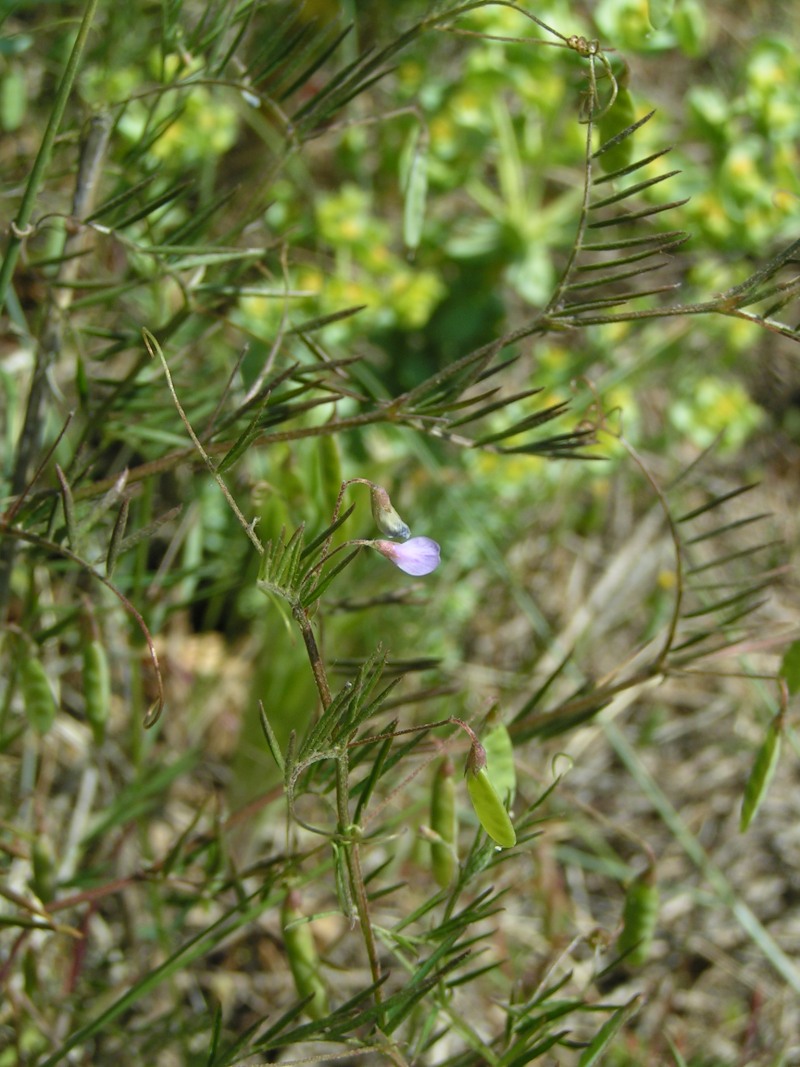 Vicia tetrasperma (Lentil Vetch)