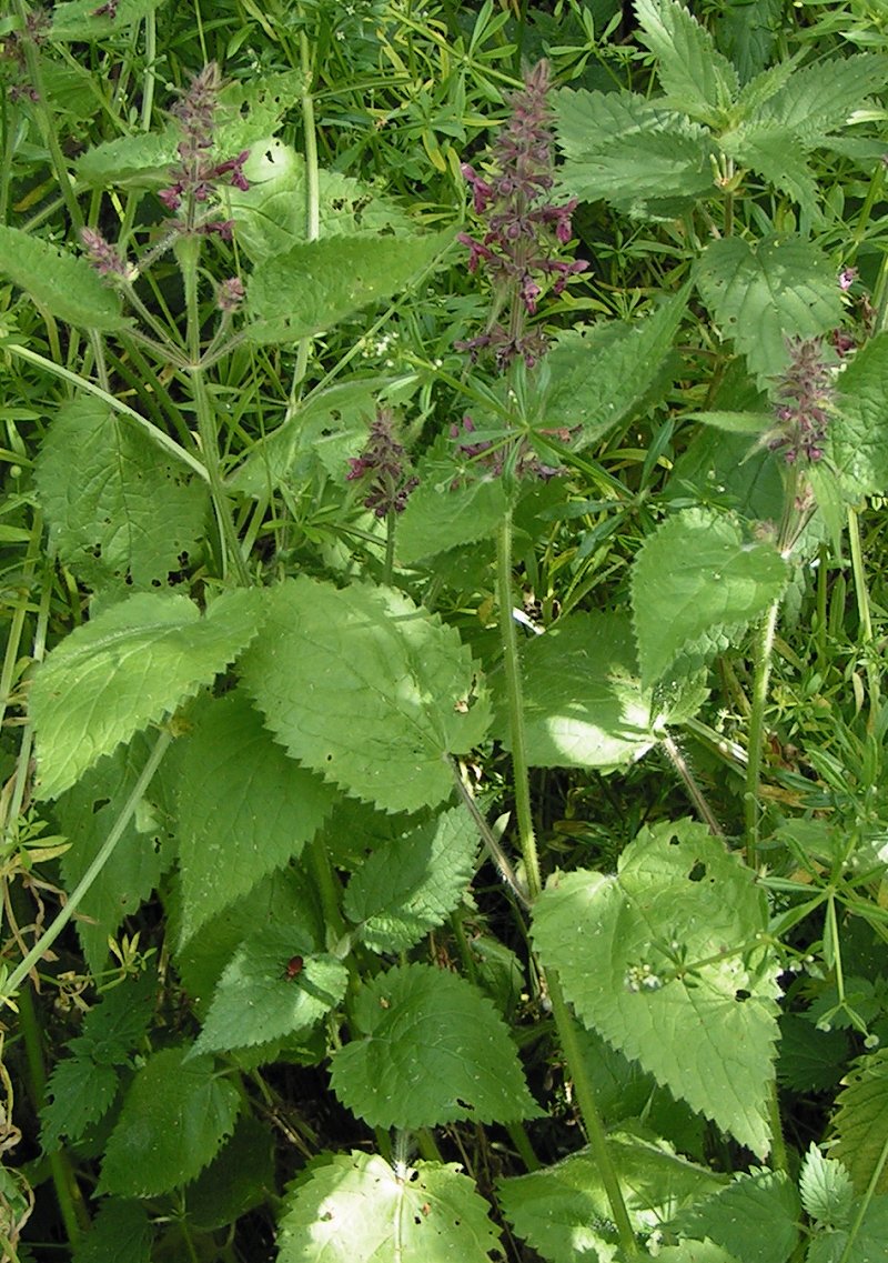 Stachys sylvatica (hedge woundwort)