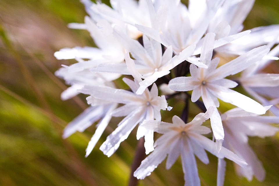 Achyrachaena mollis (Blow Wives) (alternate view 5)