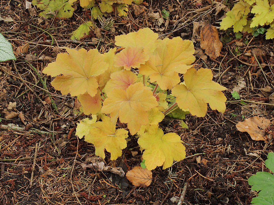 Heuchera villosa 'Caramel' (Caramel Heuchera) (alternate view 3)