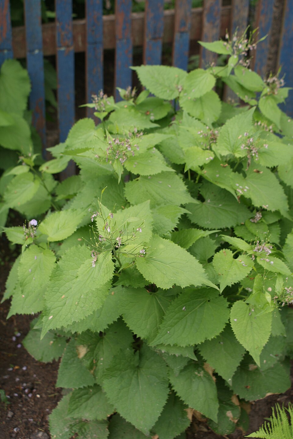 Lunaria rediviva (alternate view 11)
