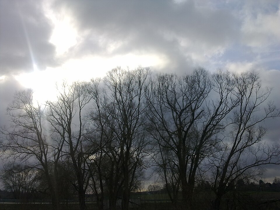 Salix alba (white willow)