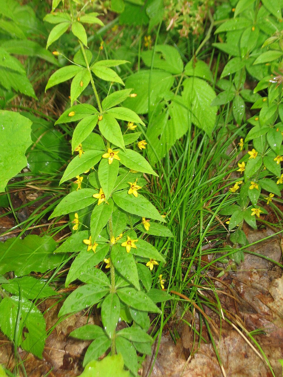 Lysimachia quadrifolia (whorled loosestrife) (alternate view 6)