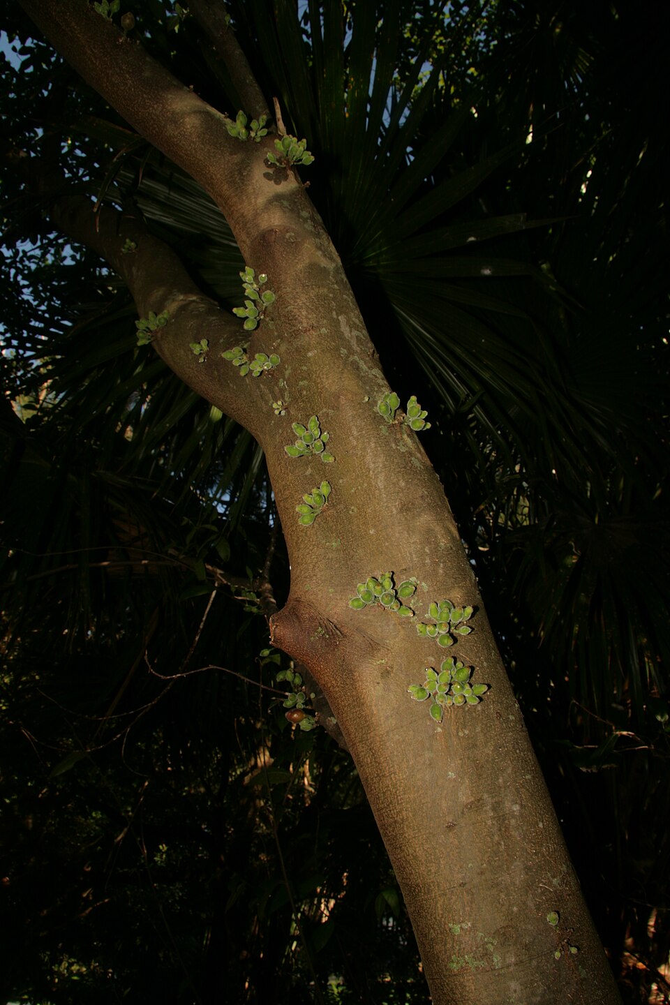 Ficus coronata (creek sandpaper fig) (alternate view 2)