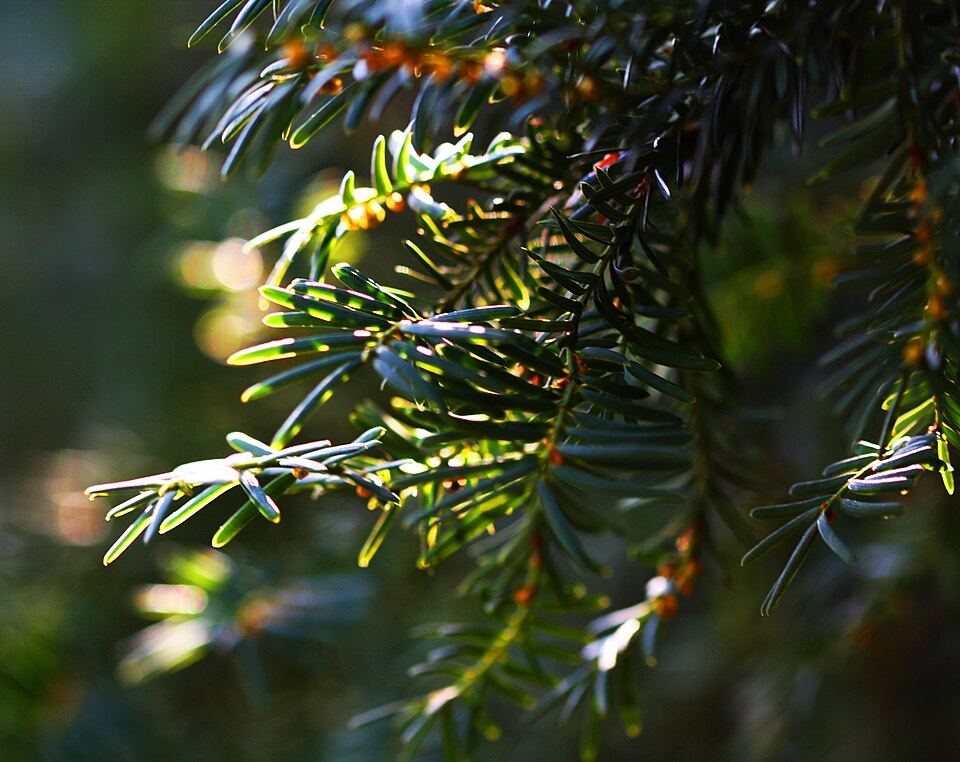 Taxus baccata (English yew) (alternate view 11)