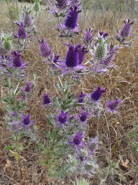 Eryngium leavenworthii (Leavenworth's eryngo) (alternate view 2)