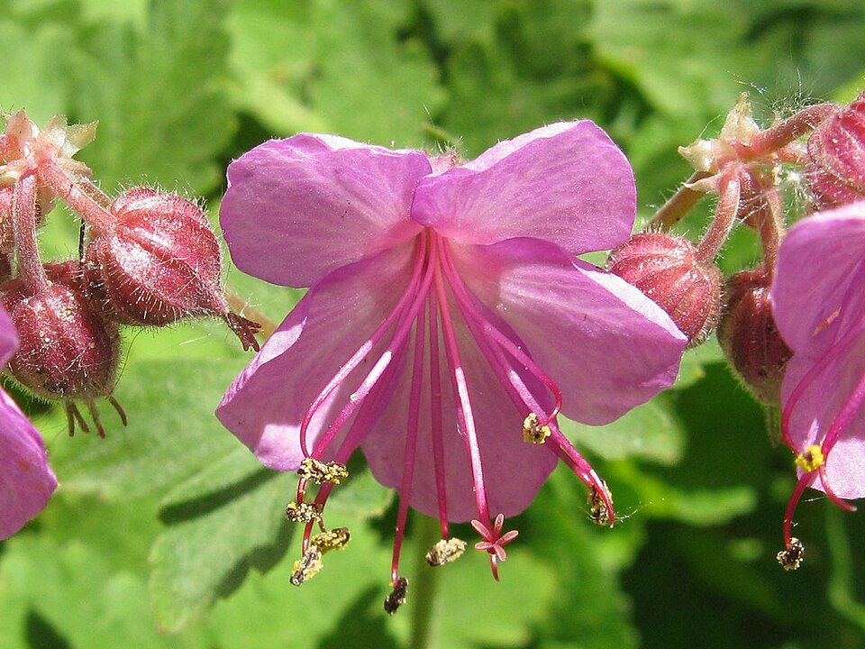 Geranium cantabrigiense (Cambridge Geranium) (alternate view 8)