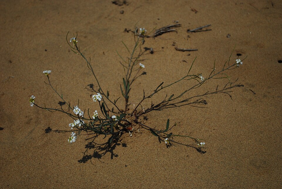 Arabidopsis lyrata (Lyreleaf Rockcress) (alternate view 6)