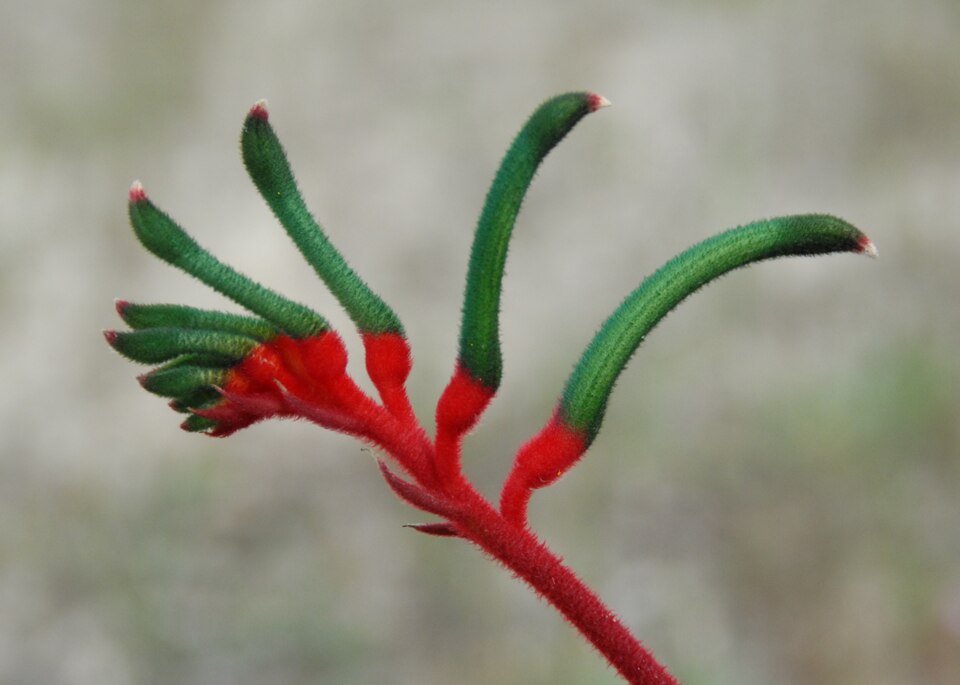Anigozanthos manglesii (Red and Green Kangaroo Paw) (alternate view 9)