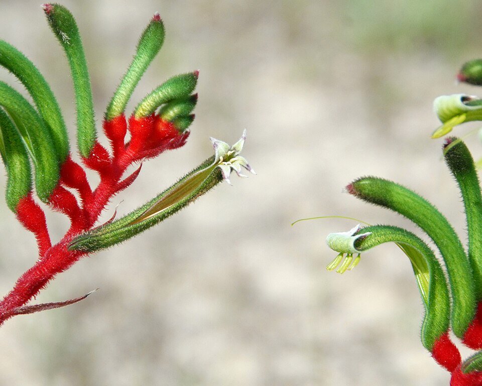 Anigozanthos manglesii (Red and Green Kangaroo Paw) (alternate view 10)