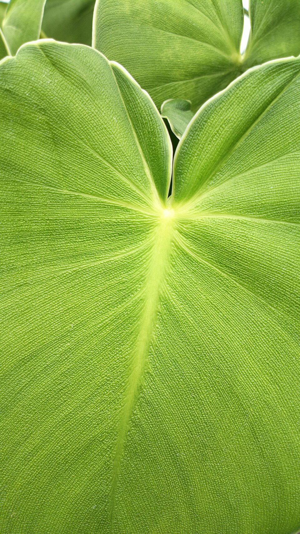 Philodendron rugosum (Philodendron Pig Skin) (alternate view 6)