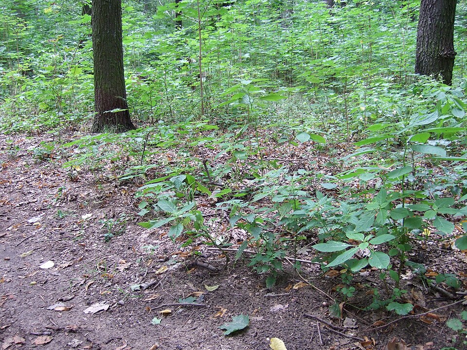 Impatiens parviflora (small balsam)