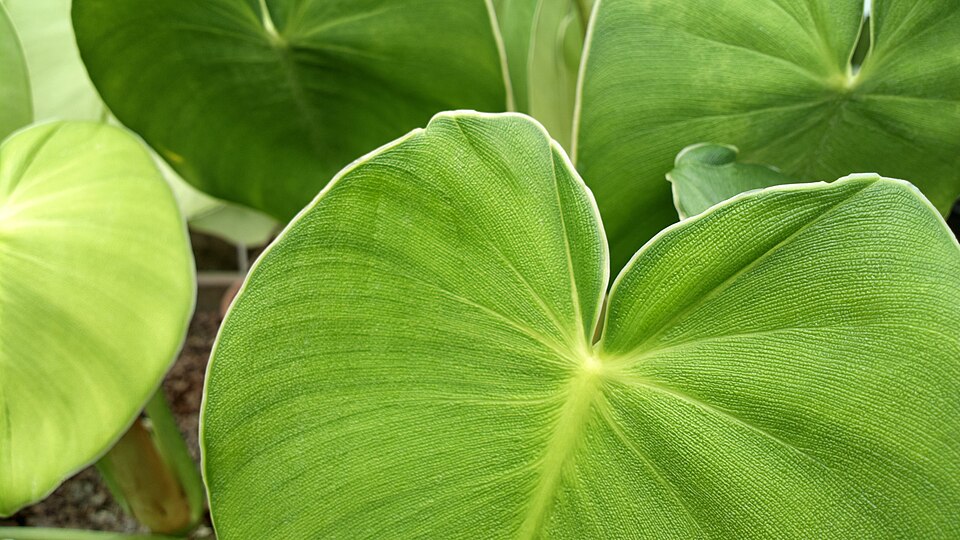 Philodendron rugosum (Philodendron Pig Skin) (alternate view 7)