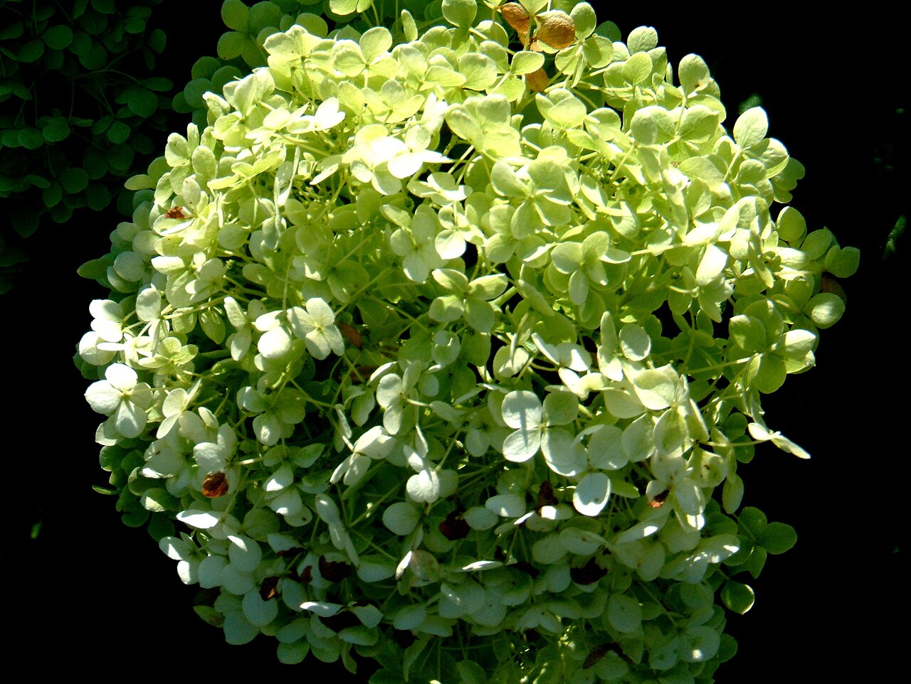 Hydrangea arborescens, Smooth hydrangea — mounding deciduous (Hydrangeaceae) (image 1 of 10)