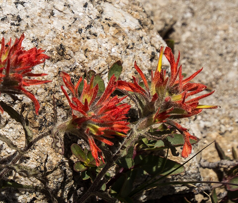 Castilleja applegatei (wavyleaf paintbrush) (alternate view 6)