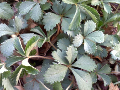 Potentilla canadensis (dwarf cinquefoil) (alternate view 7)