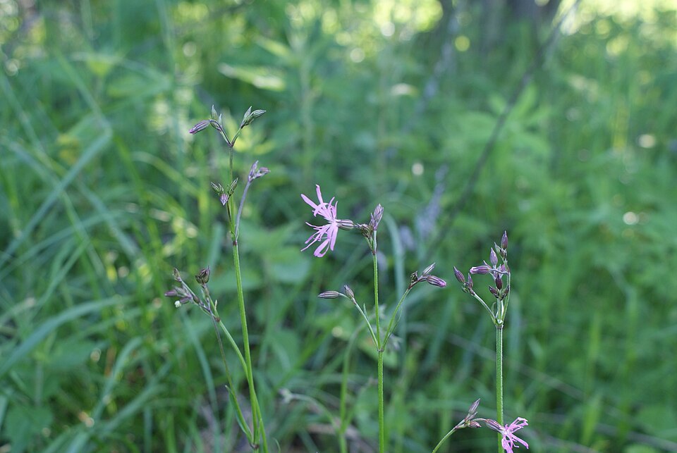 Lychnis flos-cuculi (alternate view 7)