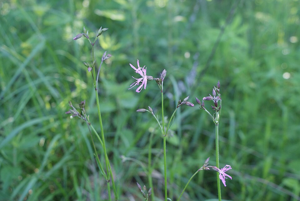 Lychnis flos-cuculi (alternate view 8)