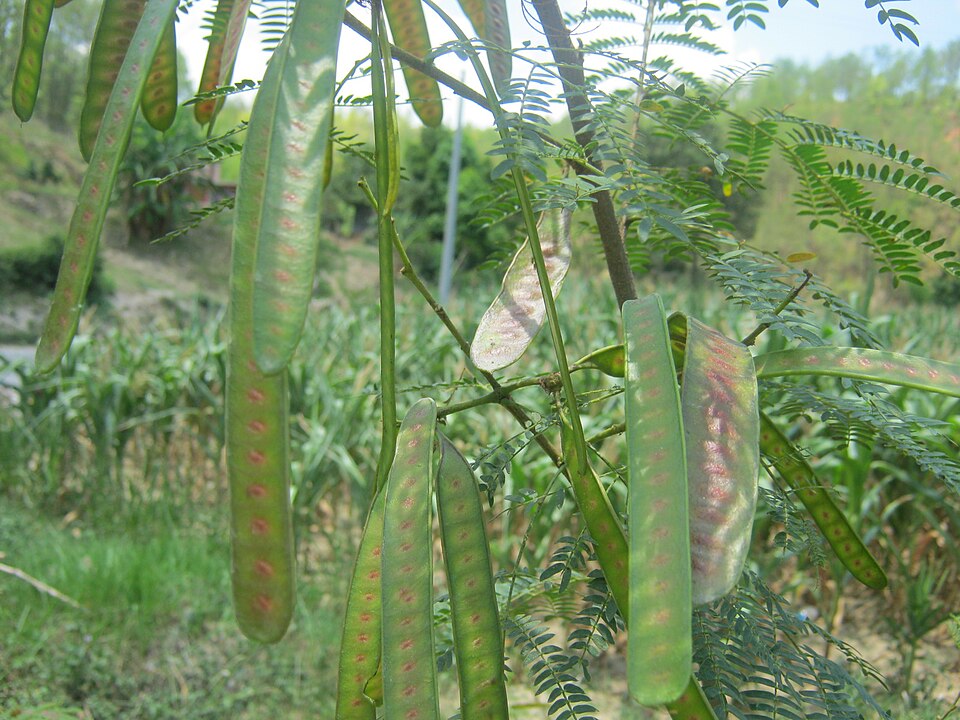 Leucaena (leadtrees)