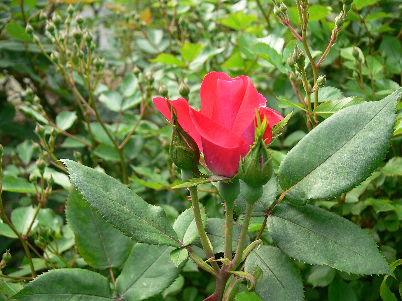 Rosa 'Knock Out', Knock Out rose — mounding deciduous (Rosaceae) (image 4 of 10)
