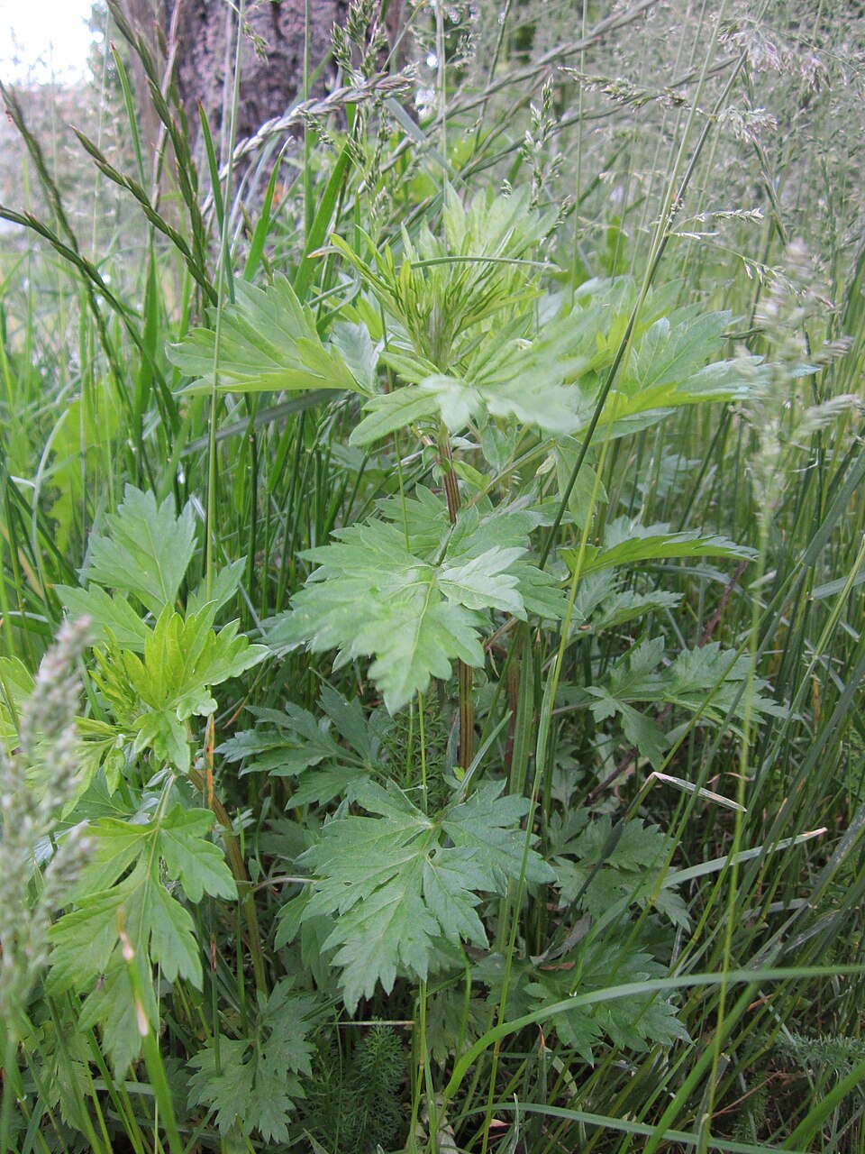 Artemisia vulgaris (common mugwort)