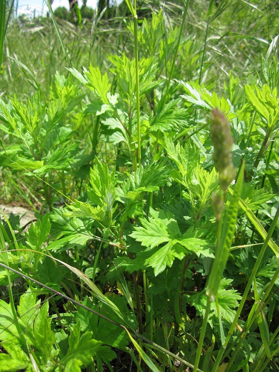 Artemisia vulgaris (common mugwort)