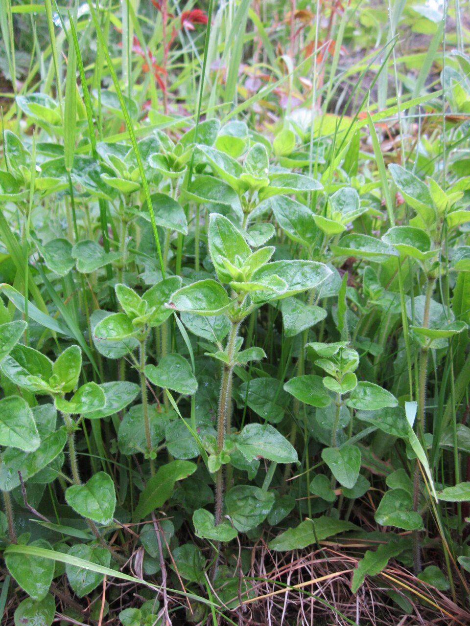 Origanum vulgare (Oregano) (alternate view 9)