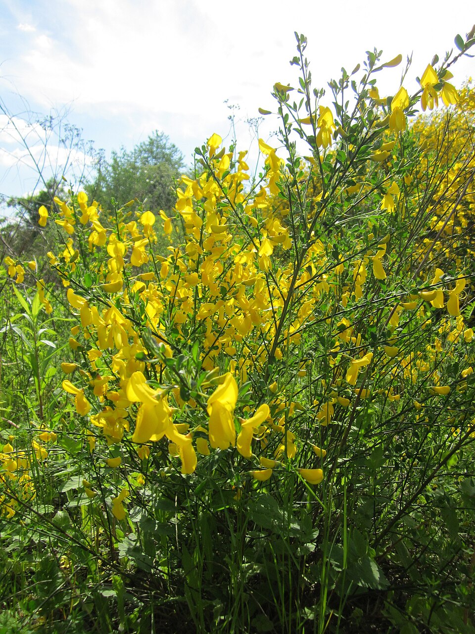 Cytisus scoparius (Scotch broom) (alternate view 7)