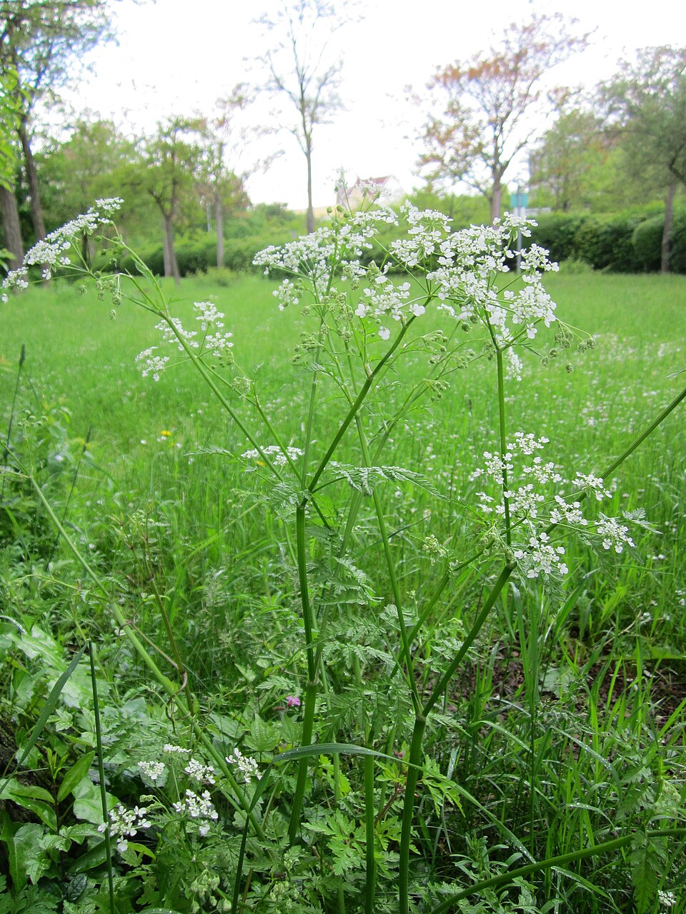 Anthriscus sylvestris (wild chervil)